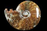 Polished, Agatized Ammonite (Cleoniceras) - Madagascar #94256-1